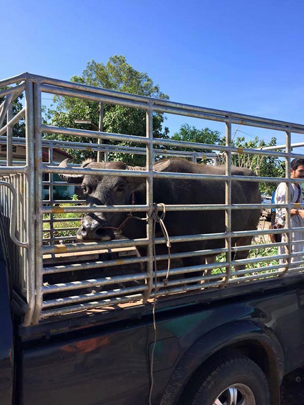 บุญรอด กระบือถูกไถ่ชีวิต