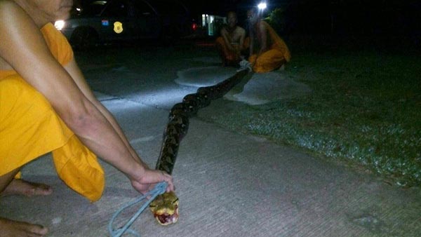 งูเหลือมรัดแม่ชี