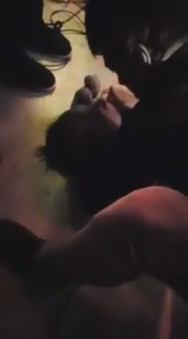 โจ บอยสเก๊าท์