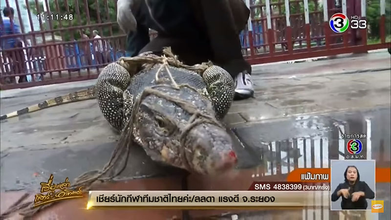 ตัวเงินตัวทองที่สวนลุมพินี