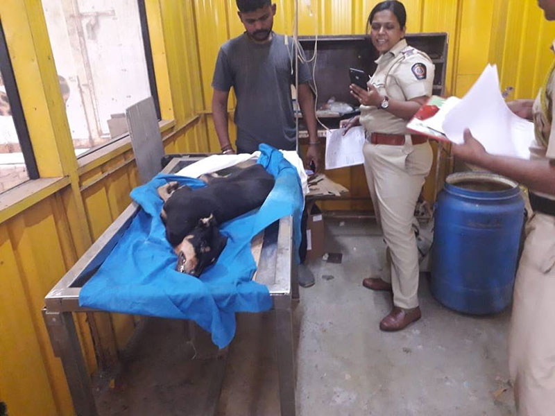 ข่มขืนหมา