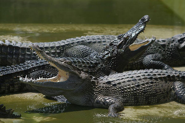 จระเข้สวนสัตว์ทุ่งท่าลาดหลุด