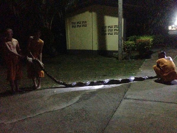 งูเหลือมรัดแม่ชี