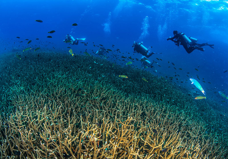 ปะการังเขากวาง