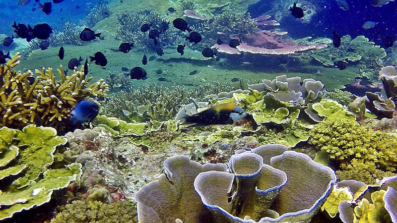 ปะการังเขากวาง