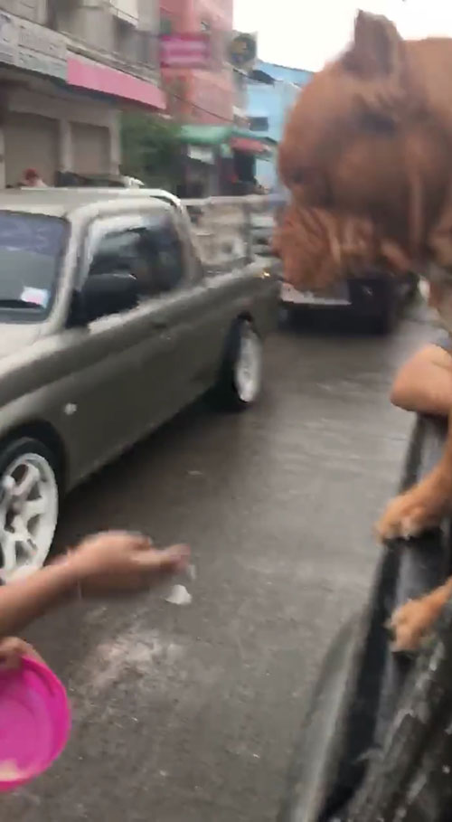 พิทบูลเล่นสงกรานต์