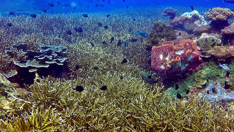 ปะการังเขากวาง