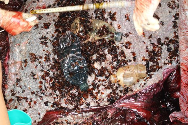 วาฬหัวทุย