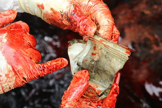 วาฬหัวทุย