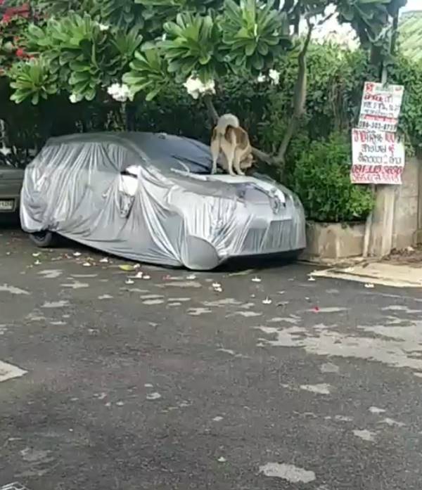 เพื่อนบ้านทะเลาะกัน