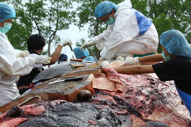 วาฬหัวทุย