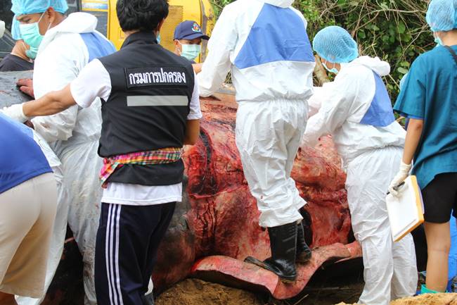 วาฬหัวทุย