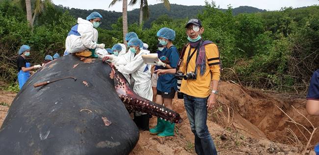 วาฬหัวทุย