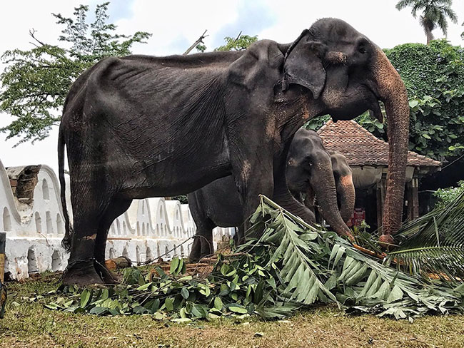 พิธีแห่พระเขี้ยวแก้ว