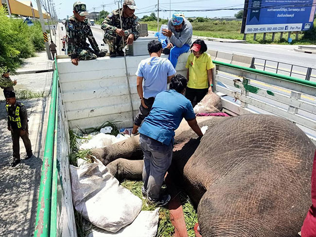 รถชนช้างป่า