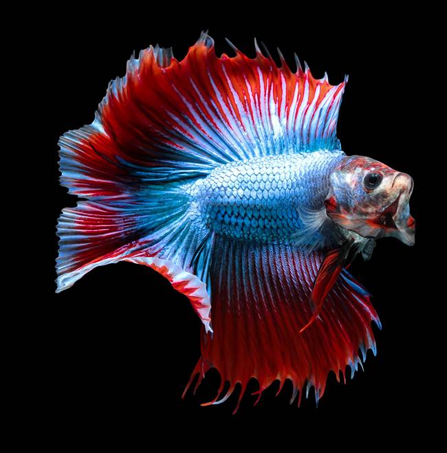 ปลากัดไทย