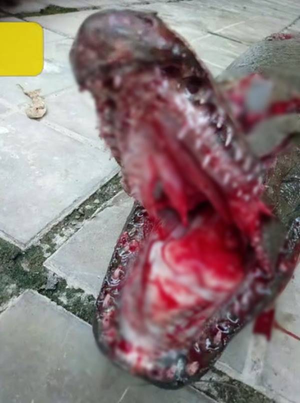 สัตว์ประหลาด