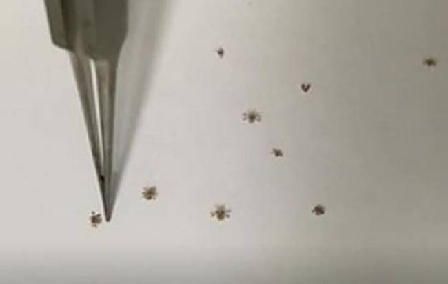 โลนเกาะขนตา