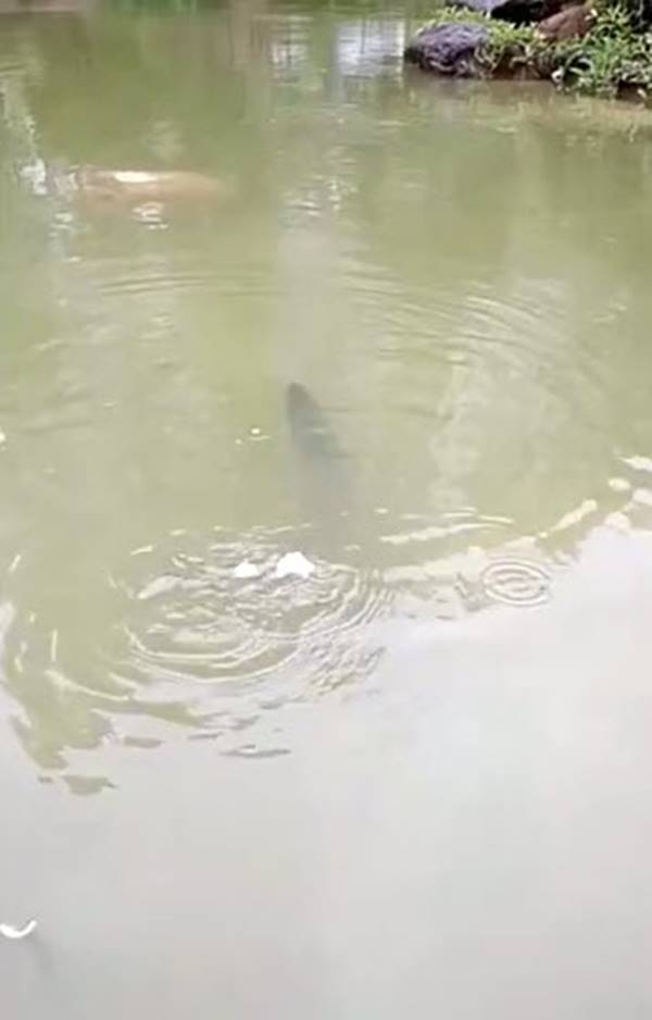 สัตว์ประหลาด