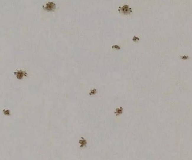 โลนเกาะขนตา