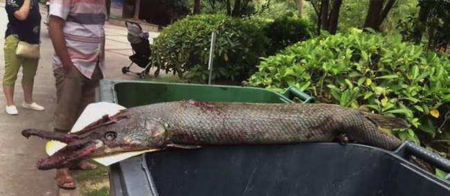 สัตว์ประหลาด