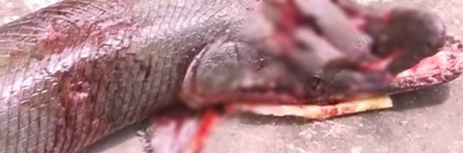 สัตว์ประหลาด