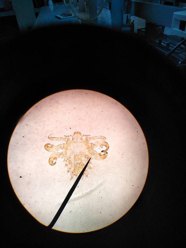 โลนเกาะขนตา