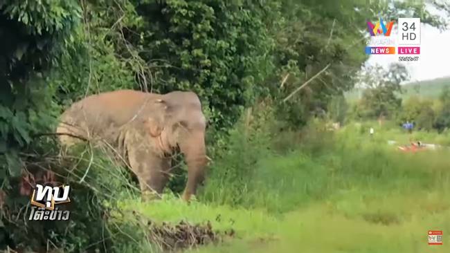 ช้างป่า