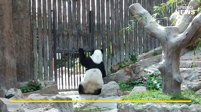 หมีแพนด้า