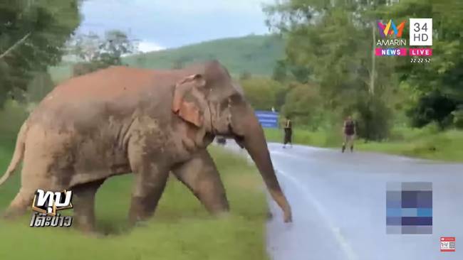 ช้างป่า