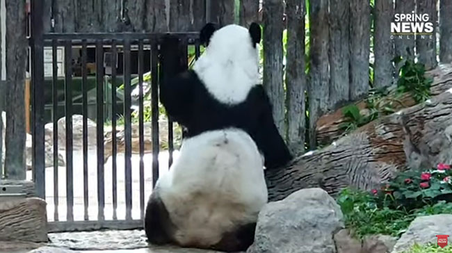 หมีแพนด้า