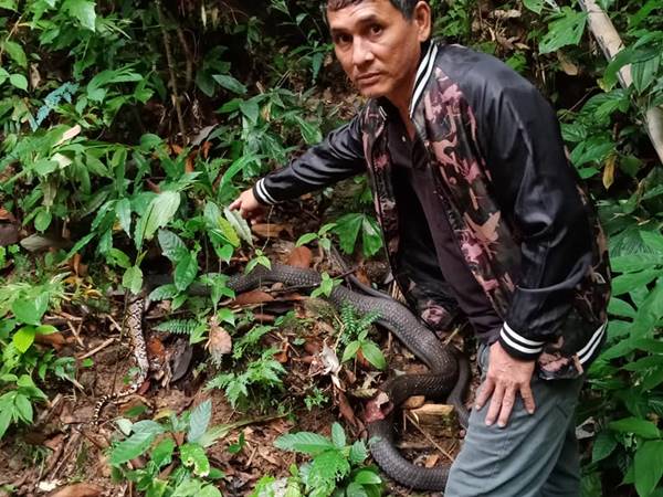 งูต่อสู้กัน