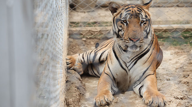 เสือโคร่งตาย