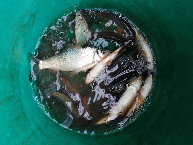 น้ำท่วมศรีสะเกษ