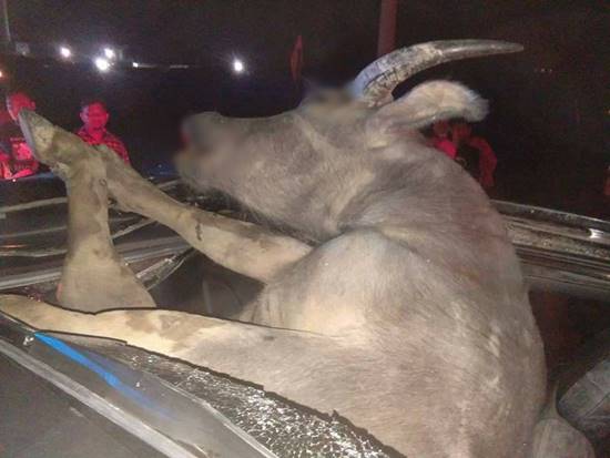 รถหรูพุ่งชนควาย