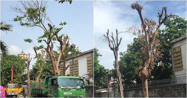 จวกยับ กทม. ตัดใบต้นไม้ผิดวิธีทำร่วงโกร๋นหมดต้น สุดท้ายต้นไม้ตาย 