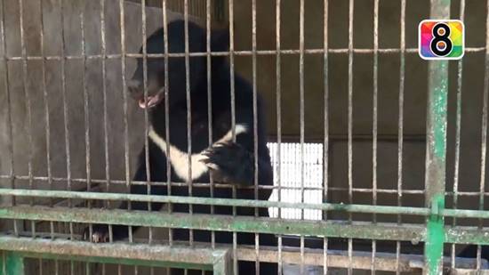 ผวาทั่ว หมีควายหลุดออกสวนสัตว์แม่ฮ่องสอน เตือนชาวบ้านระวัง-ยังไม่พบตัว