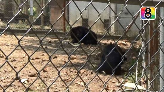 ผวาทั่ว หมีควายหลุดออกสวนสัตว์แม่ฮ่องสอน เตือนชาวบ้านระวัง-ยังไม่พบตัว