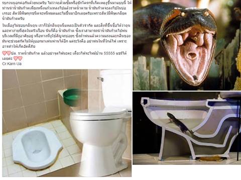 โลกออนไลน์แชร์ วิธีป้องกันงูโผล่จากส้วม รับรองทำแล้วปลอดภัยชัวร์