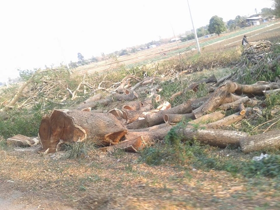 อุโมงค์ต้นไม้