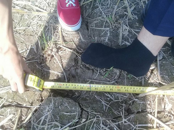 รอยเท้ายาวประหลาดกลางทุ่งนา