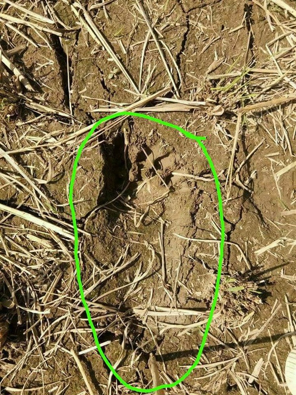 รอยเท้ายาวประหลาดกลางทุ่งนา