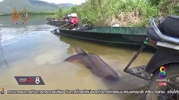 ฤดูกาลล่าปลาบึกยักษ์