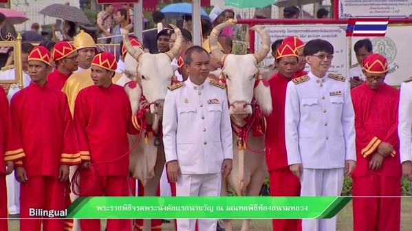 พระราชพิธีพืชมงคลจรดพระนังคัลแรกนาขวัญ ลุ้นคำเสี่ยงทายพระโค 2558