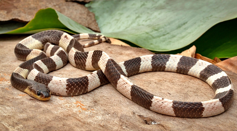 งูทับสมิงคลา