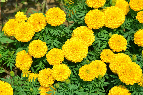 ดอกดาวเรือง