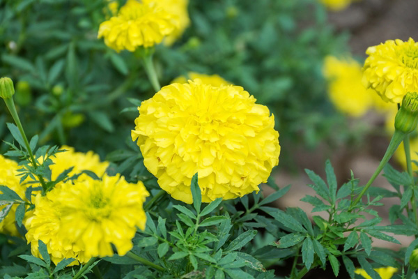 ดอกดาวเรือง