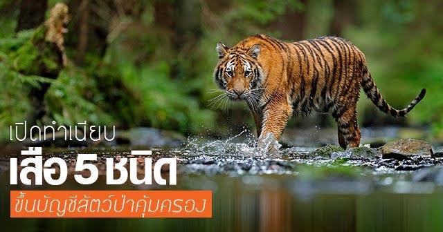 สัตว์ป่าคุ้มครอง