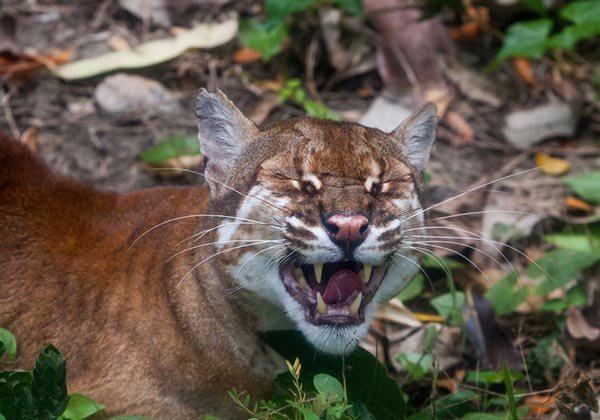 สัตว์ป่าคุ้มครอง