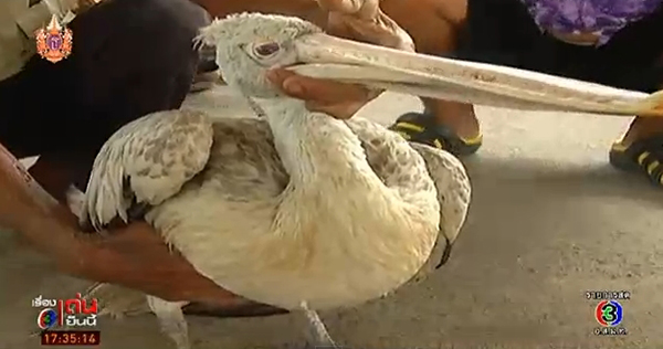 พบนกประหลาดที่ปทุมธานี ตัวใหญ่เท่าห่าน คล้ายนกกระทุง  